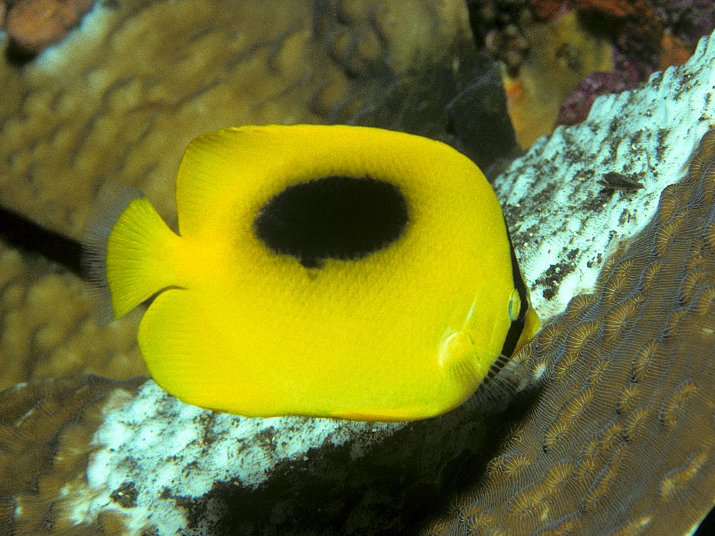 Chaetodon speculum (Pesce farfalla dalla macchia ovale)